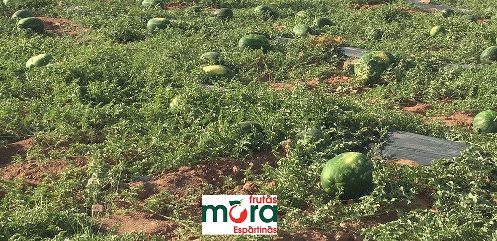 sandia-marruecos-frutas-mora-agricultor_20180614-102942_1