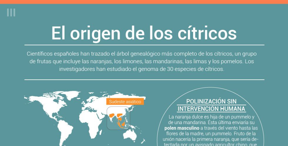 origen-naranja-citricos1