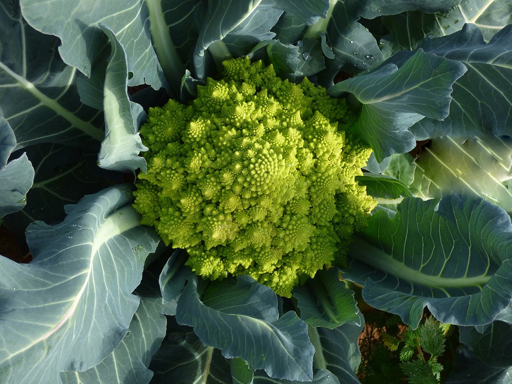 romanesco_20180403-105021_1