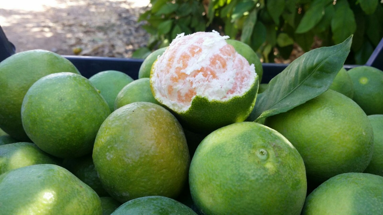 mandarina_okisu_2015_III
